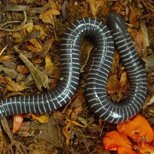 Caecilian (Siphonops annulata) amongst leaf litter, Amazon Rainforest. Ecuador