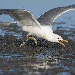 California Gull (Larus californicus), foraging for alkali flies (Ephydra hians) by