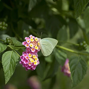 Cambridge vagrant butterfly (Nepheronia thalassina) nectaring on Lantana (Lantana camara)