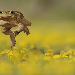 Nearctic Toads Photographic Print Collection: Texas Toad
