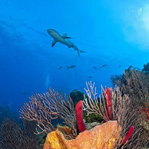 Caribbean reef shark (Carcharhinus perezi) swims over a coral reef. Grand Bahama Island, Bahamas