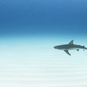 Caribbean reef shark (Carcharhinus perezi) cruising over a sand flat in The Bahamas