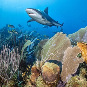 Caribbean reef shark (Carcharhinus perezi) swimming over a coral reef