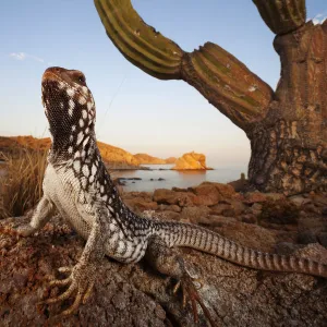 Lizards Framed Print Collection: Desert Iguana