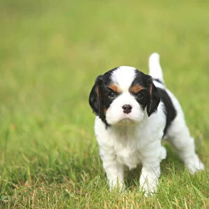 Cavalier King Charles Spaniel, puppy, tricolour, 5 weeks, standing on grass