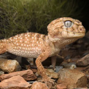 Centralian knob-tailed gecko (Nephrurus amyae), large adult, near Alice Springs, November