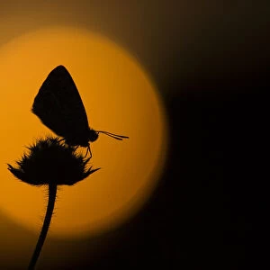 Chalkhill blue adult (Lysandra coridon) silhouetted at dusk against red sky, Cambridgeshire