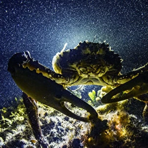 Channel clinging crab (Mithrax spinosissimus), Eleuthera, Bahamas