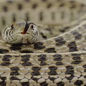 Garter Snake Collection: Texas Garter Snake