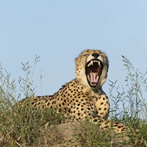 Cheetah (Acinonyx jubatus) male yawning, Kruger national park, South Africa