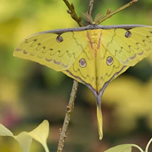 Chinese moon moth (Actia sinensis subaurea) occurs in Northern China