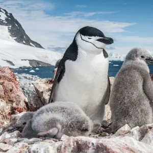 Penguins Collection: Chinstrap