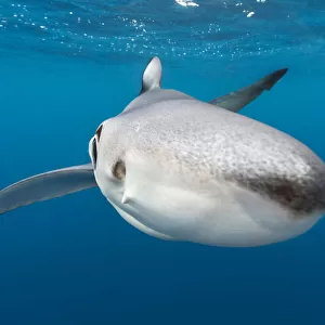 A close up of a blue shark (Prionace glauca) as it investigates the camera beneath