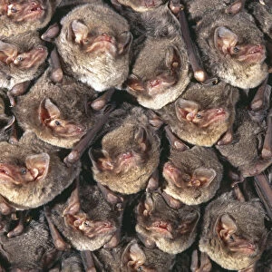 Vespertilionidae Collection: Long-fingered Bat