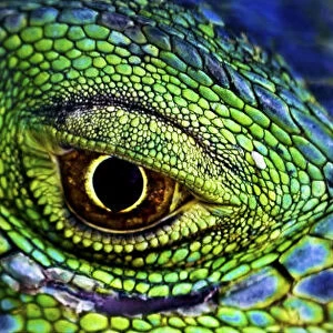 Close up of eyes of Common iguana {Iguana iguana} captive