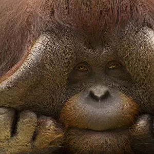 Close up face portrait of male Orang Utan (Pongo pygmaeus) Captive, Netherlands