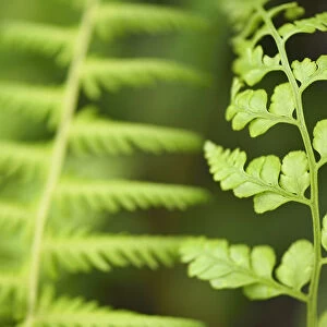 Close up of Ferns, Tangjiahe National Nature Reserve, Qingchuan County, Sichuan province