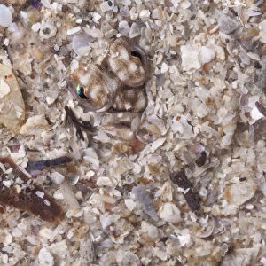 Close up of head of European Plaice (Pleuronectes platessa) camouflaged in sand