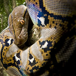 Python Collection: Reticulated Python