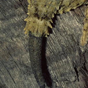 Close up of Moorish gecko {Tarentola mauritanica} showing tail regrowth, Italy