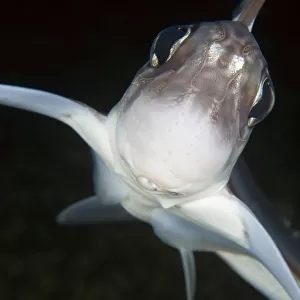 Close up of Ratfish / Ghost shark (Chimaera monstrosa) Trondheimsfjorden, Norway