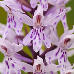Close-up of common spotted orchid flower {Dactylorhiza fuchsii} Cotswolds, UK. July
