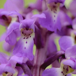 Close-up of Early purple orchid (Orchis mascula) in flower, Gamlingay Wood, Cambridgeshire