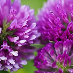 Close-up of Red clover (Trifolium pratense) flowers, Eastern Slovakia, Europe, June 2009