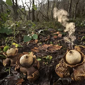 Collared earthstar (Geastrum triplex) fungus growing on forest floor