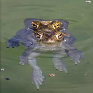 Toads Jigsaw Puzzle Collection: Middle American Toads
