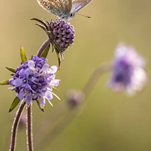 Common blue butterfly (Polyommatus icarus) resting on devils bit scabious (Succisa pratensis)