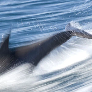 Common bottlenose dolphin (Tursiops truncatus) swimming fast, Baja California, Sea of Cortez