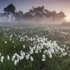 Common cotton grass (Eriophorum angustifolium) Klein Schietveld, Brasschaat, Belgium, May