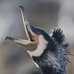 Common / Great cormorant (Phalacrocorax carbo sinensis) calling, beak open, Oosterdijk