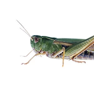 Common green grasshopper (Omocestus viridulus) Fliess, Naturpark Kaunergrat, Tirol
