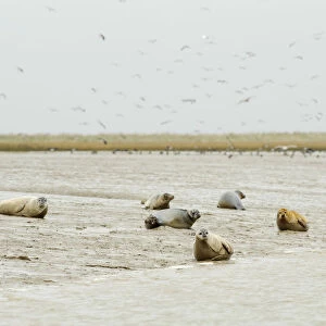 Common / Harbour seals (Phoca vitulina) hauled out on mudflats at saltmarsh, Wallasea