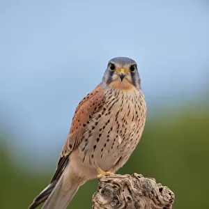 Common kestrel (Falco tinnunculus) perched on a branch, Valencia, Spain, February