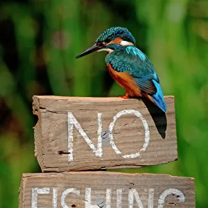 Kingfishers Photographic Print Collection: Common Kingfisher