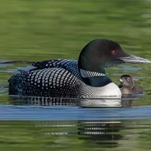 Birds Greetings Card Collection: Loons
