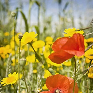 Common poppies (Papaver rhoeas) and Corn marigold (Chrysanthemum segetum) growing in a Wheat field