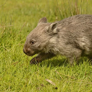 Common wombat (Vombatus ursinus) Tasmania, Australia