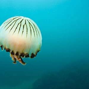 Compass jellyfish (Chrysaora hysoscella) swimming over a rocky reef, Plymouth, Devon