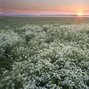 Cow parsley (Anthriscus sylvestris) at dawn in damp meadow, Nemunas River Valley