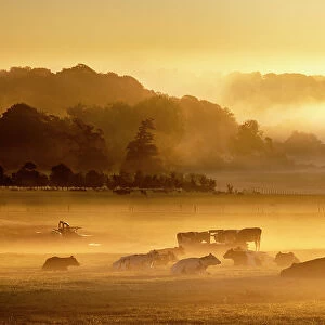 Cows resting and feeding in misty field at dawn, Milborne Port, Somerset, England, UK. October, 2022