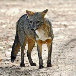 Dogs (Wild) Collection: Crab-eating Fox