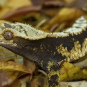 Crested gecko (Correlophus ciliatus), New Caledonia, controlled conditions