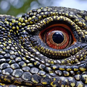 Lizards Canvas Print Collection: Crocodile Monitor