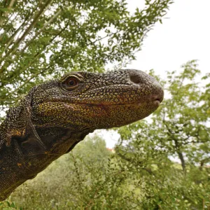 Crocodile monitor (Varanus salvadorii) portrait, captive, occurs in New Guinea