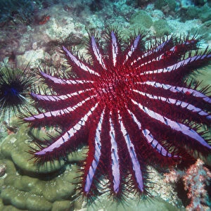 Crown of thorns starfish {Acanthaster planci} Andaman Sea, Thailand