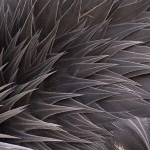 Crowned crane (Balearica regulorum) close-up of feathers, captive